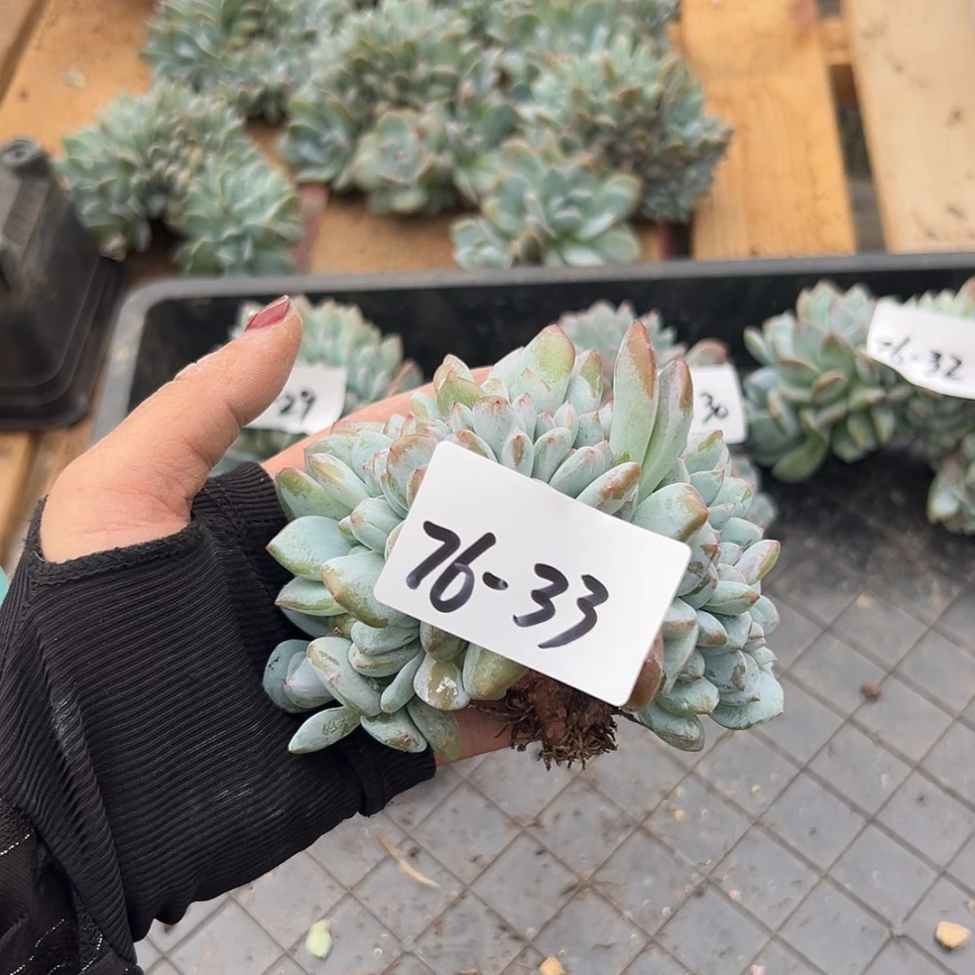 ****ぃ76-33橙子缀多肉植物