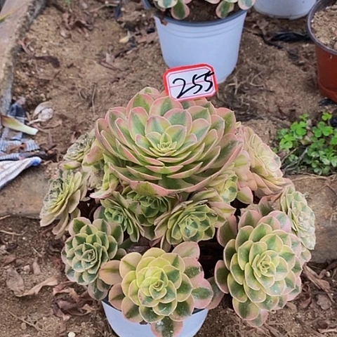 荔枝老桩捧花255号