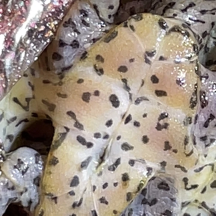 不分公母蛋龟A25全品满纹黑刀