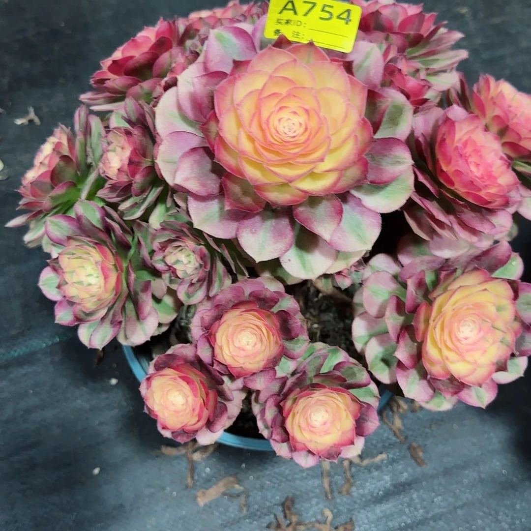 喜*荔枝754多肉多肉