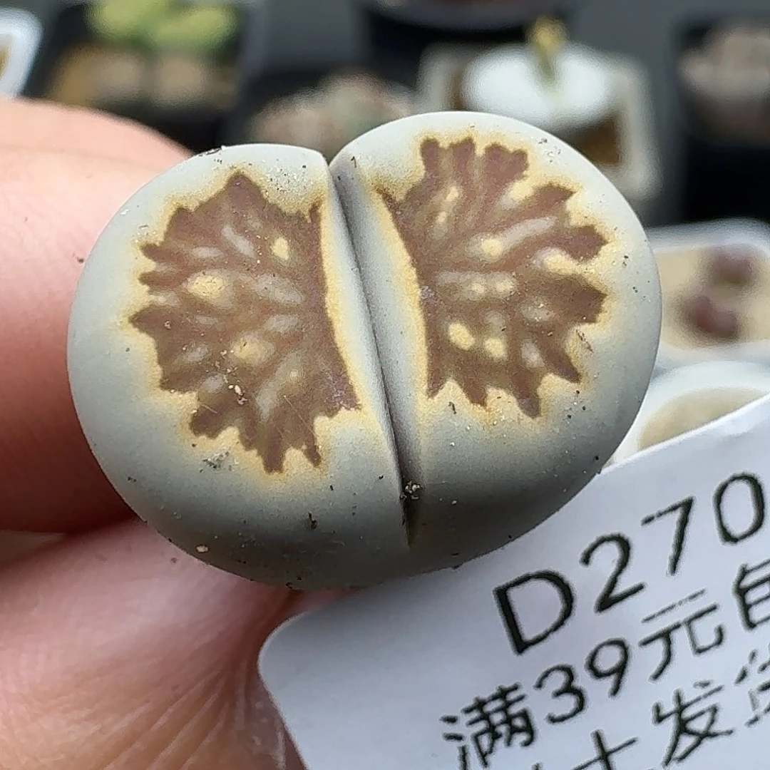 270多肉哈哈哈哈哈哈干