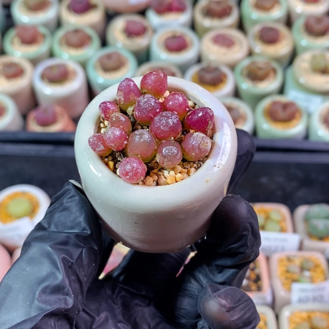 燕**y4122--一物一拍 带盆