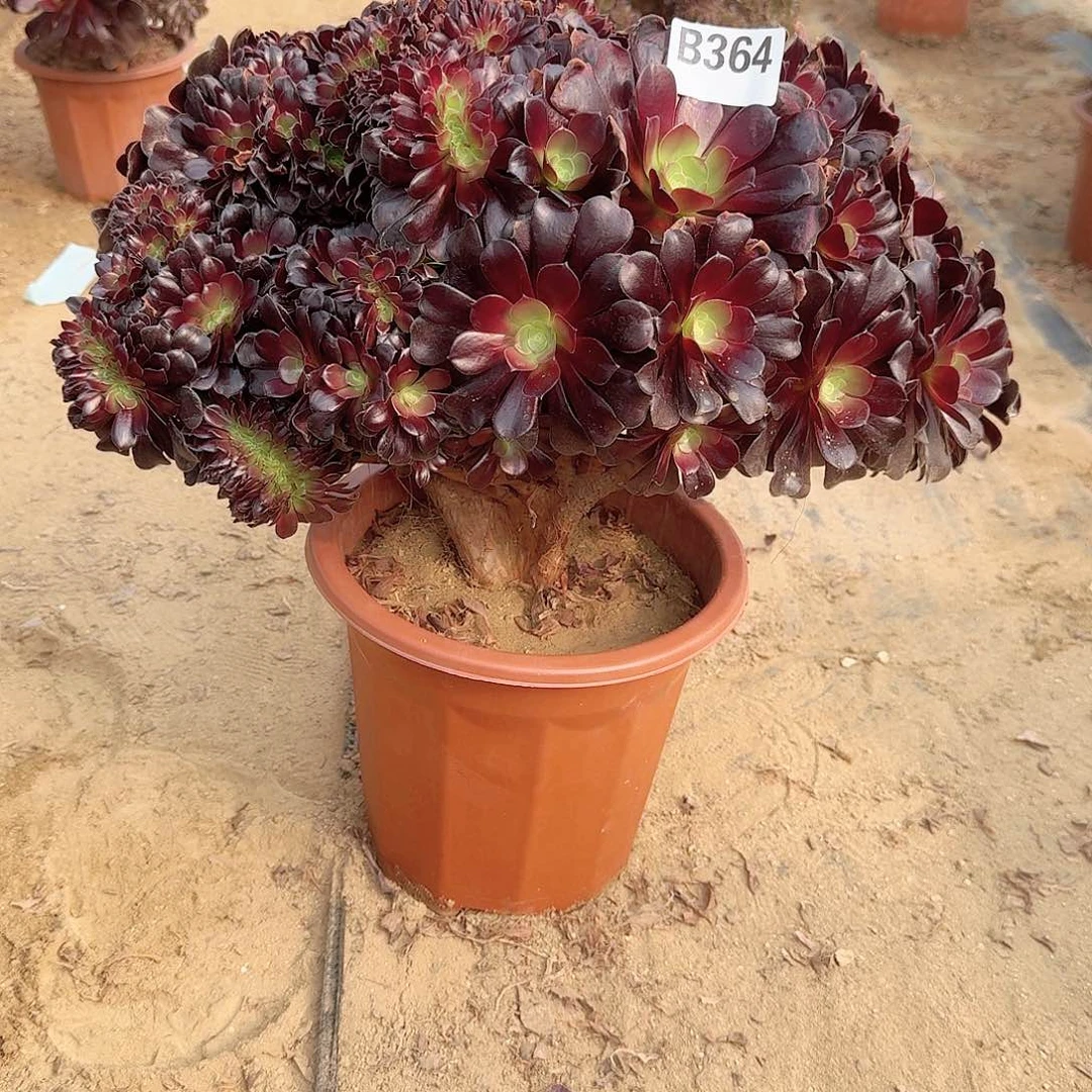 364女子一颗呀呀