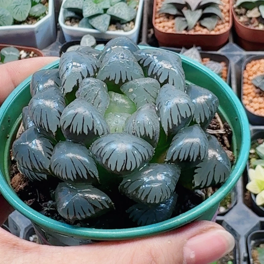 樱***子十二卷孔明灯福利