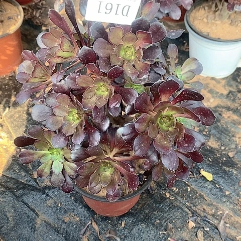 161黑圆叶多肉法师锦砍头住款