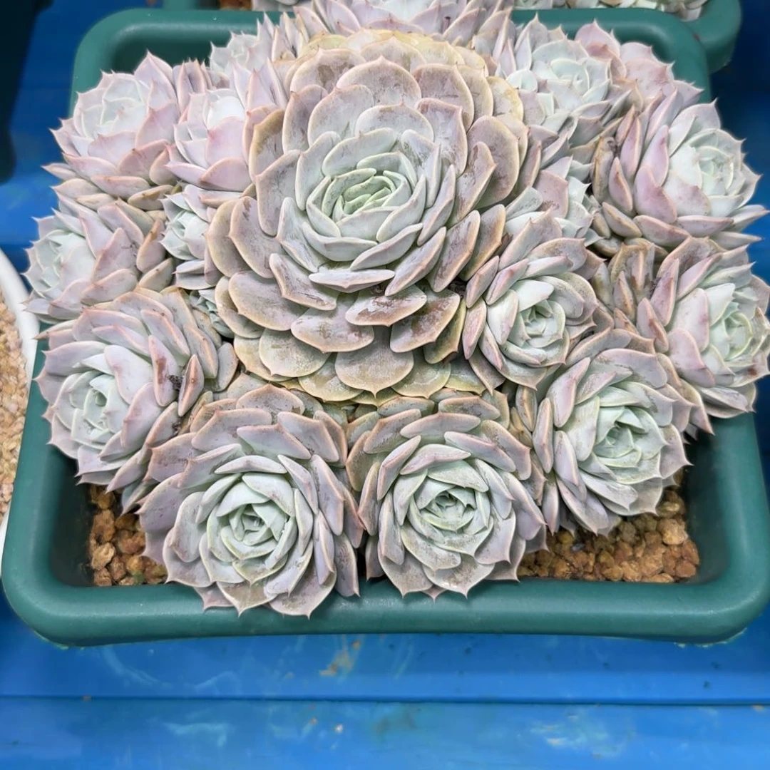 多肉植物不带盆发货