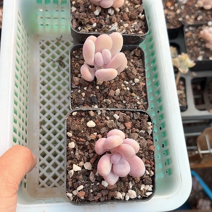 嘉*b b b b b b 137