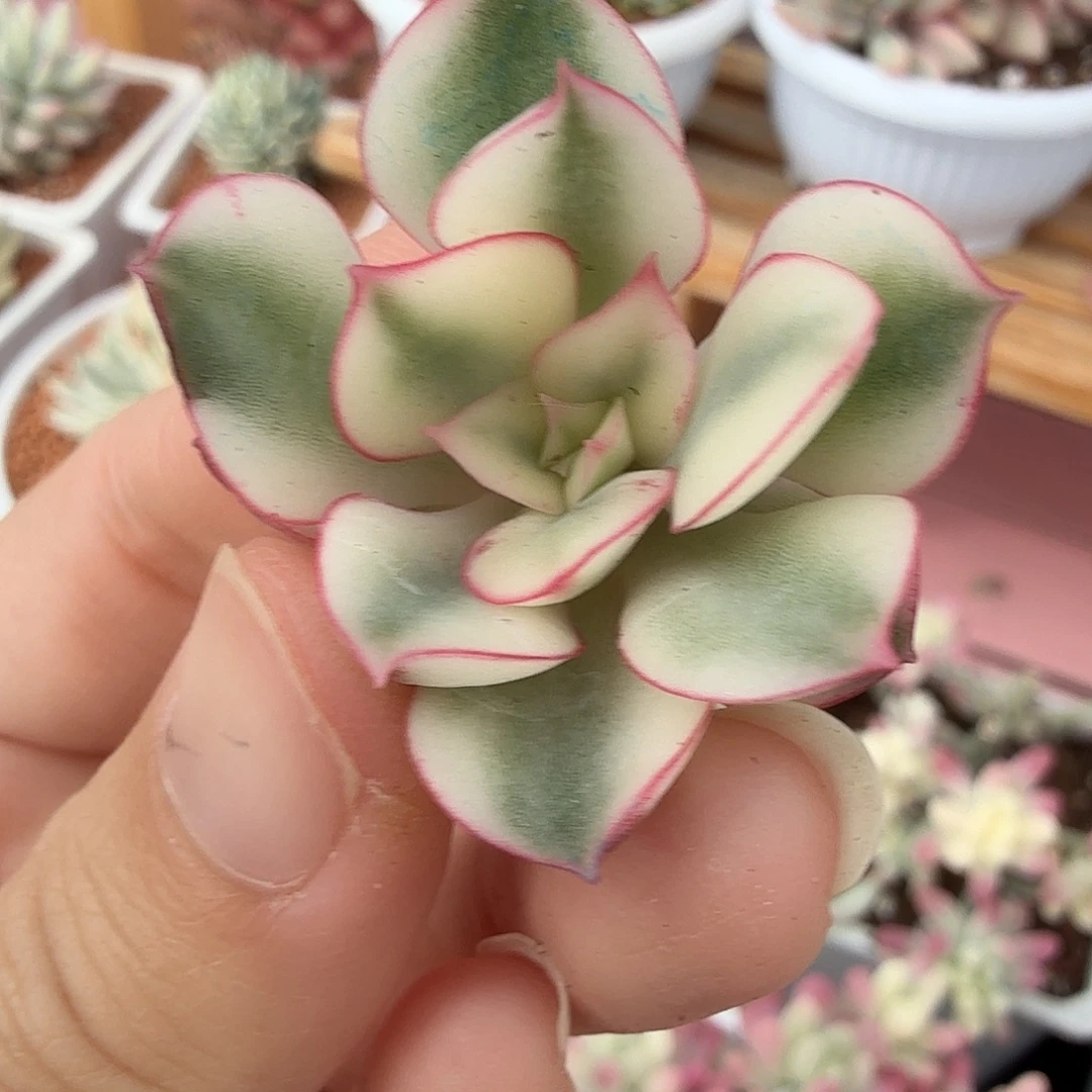 红花女王锦，头盖无根
