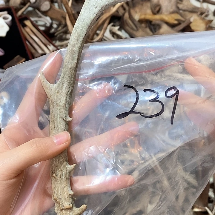 鹿角鹿角鹿角鹿角鹿角