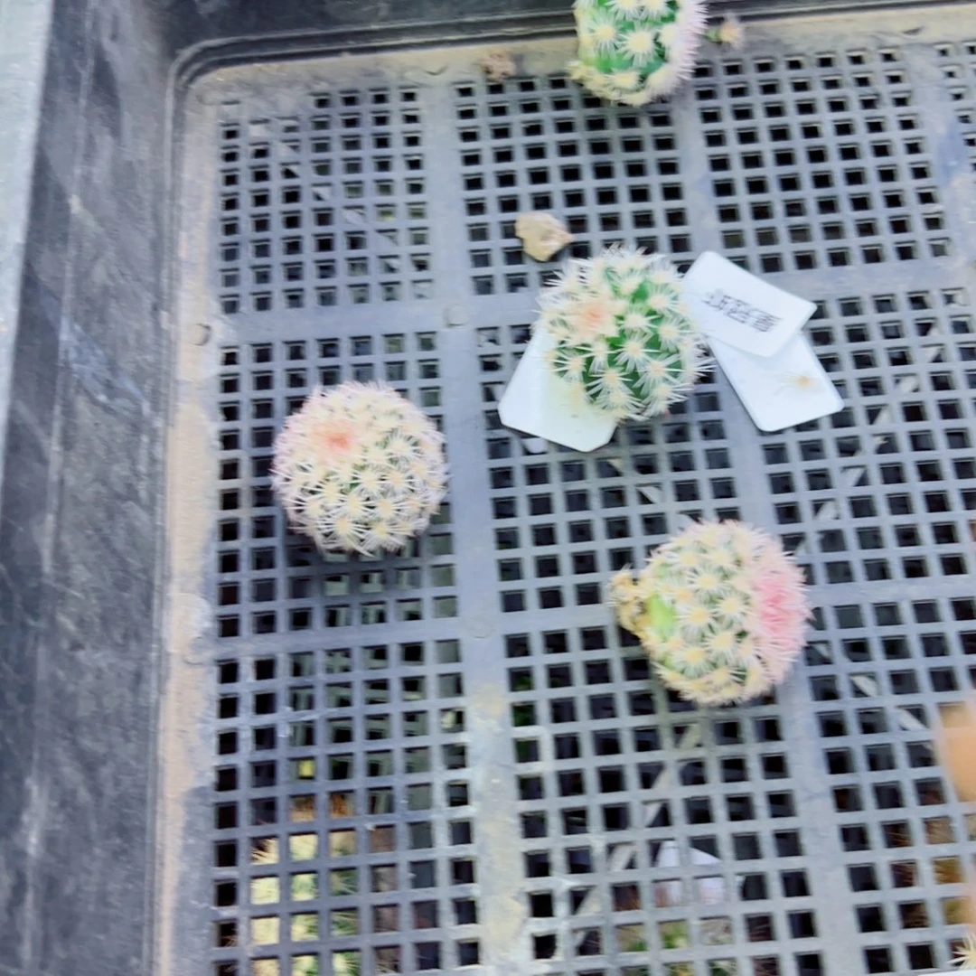 下15皇冠虾歪无根侧芽3公分左右20包邮