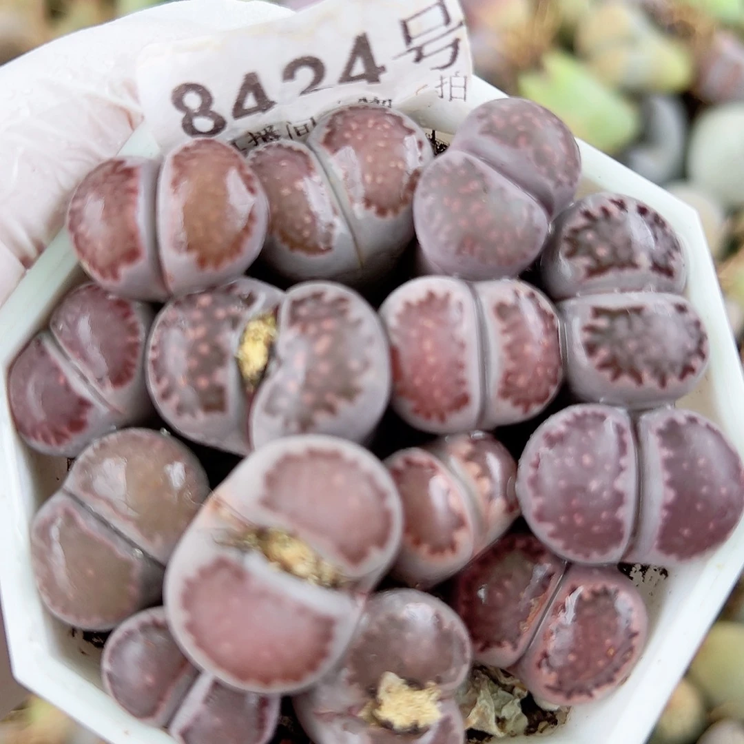 8424 好养易活生石花大母本有长腿特价