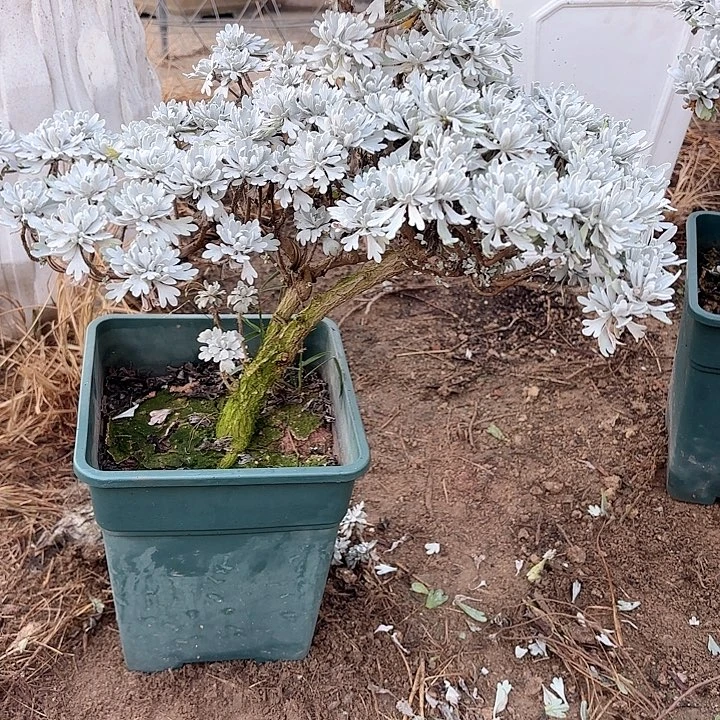 木***洋带土球发货哈哈哈哈