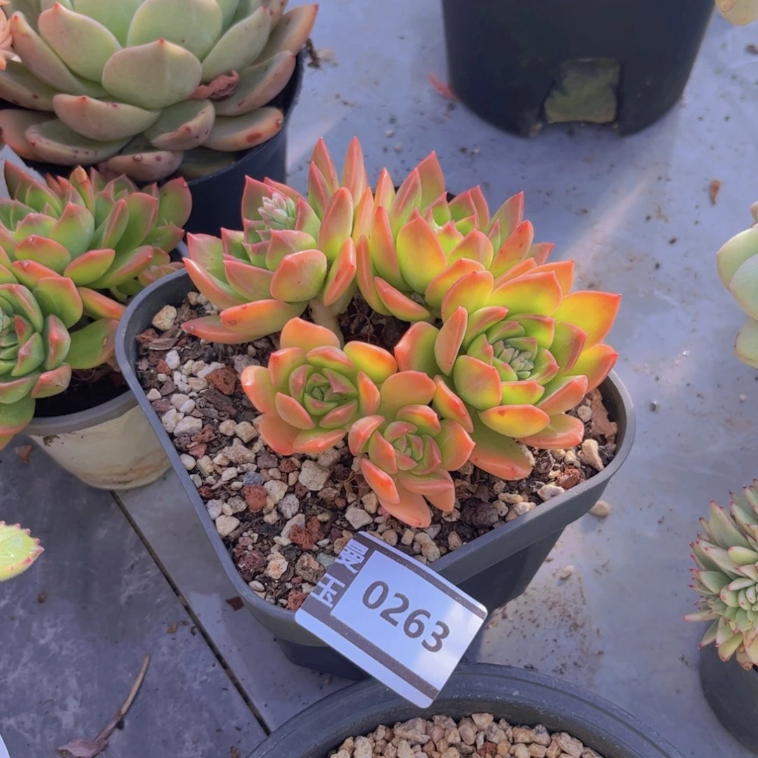 翠鸟多肉植物0263