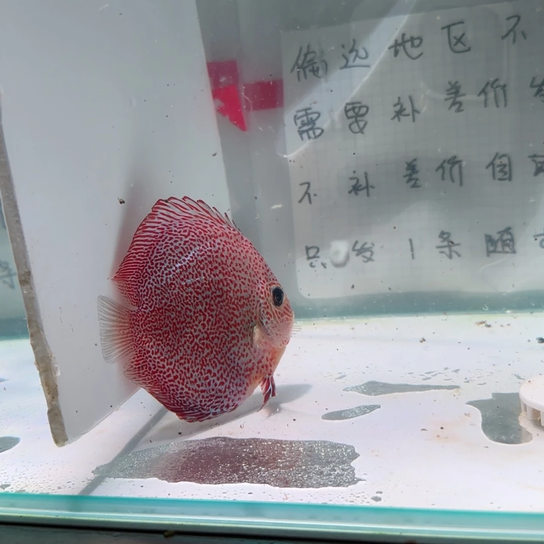 七彩神仙鱼七彩神仙8-11