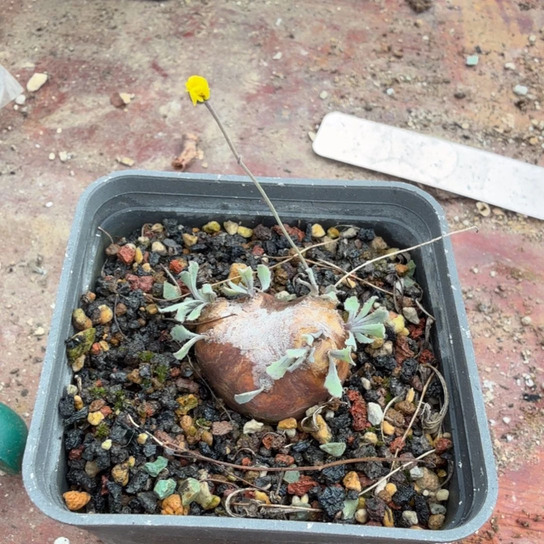 肉****格加厚墩菊274 仙人球