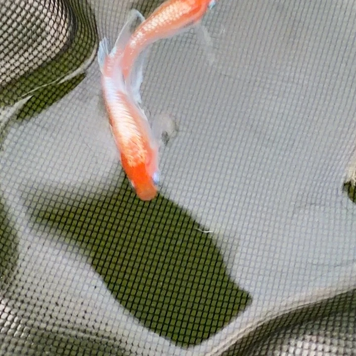 青鳉鱼编号 48 木红赤壁一对