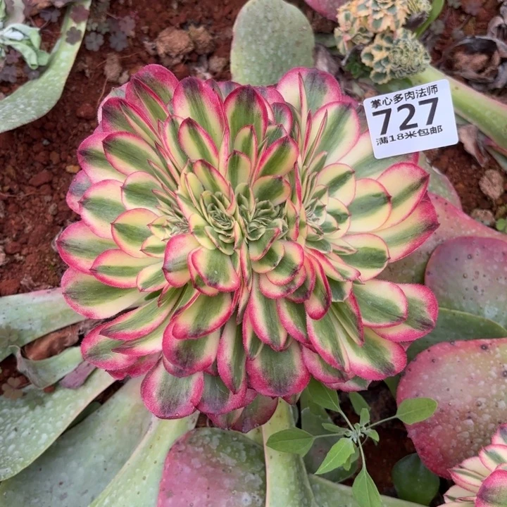 琼*727荔枝缀化多肉法师锦不包侧枝断枝