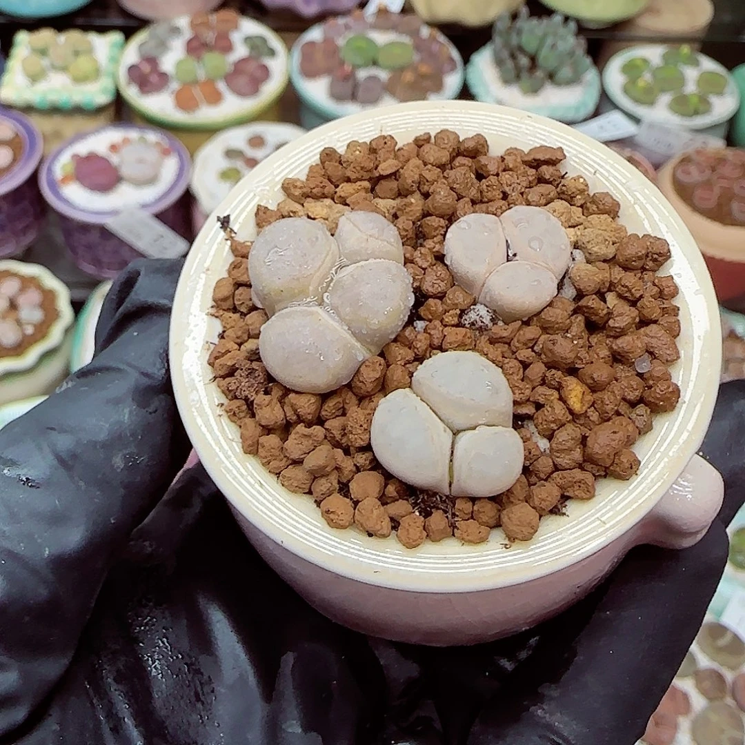 生石花满18包邮1029-99