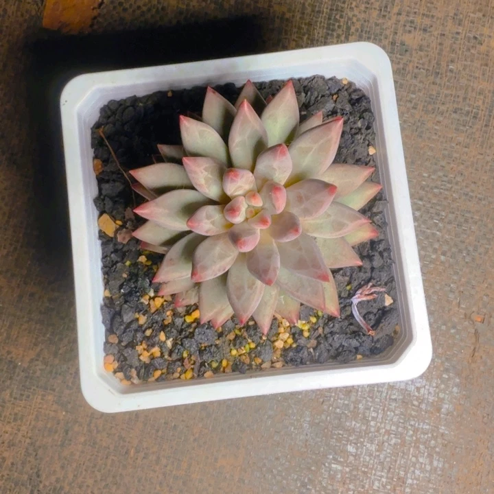 虞美人单福利1111111111