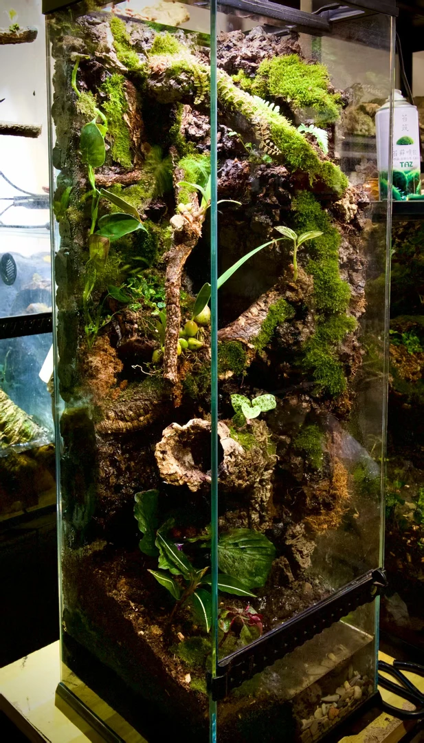 葡萄牙软木雨林缸爬缸造景半成品diy种植骨架