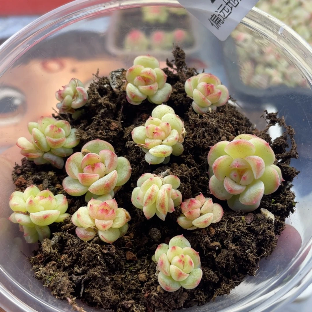 小圆脸珍妮一物一拍217..