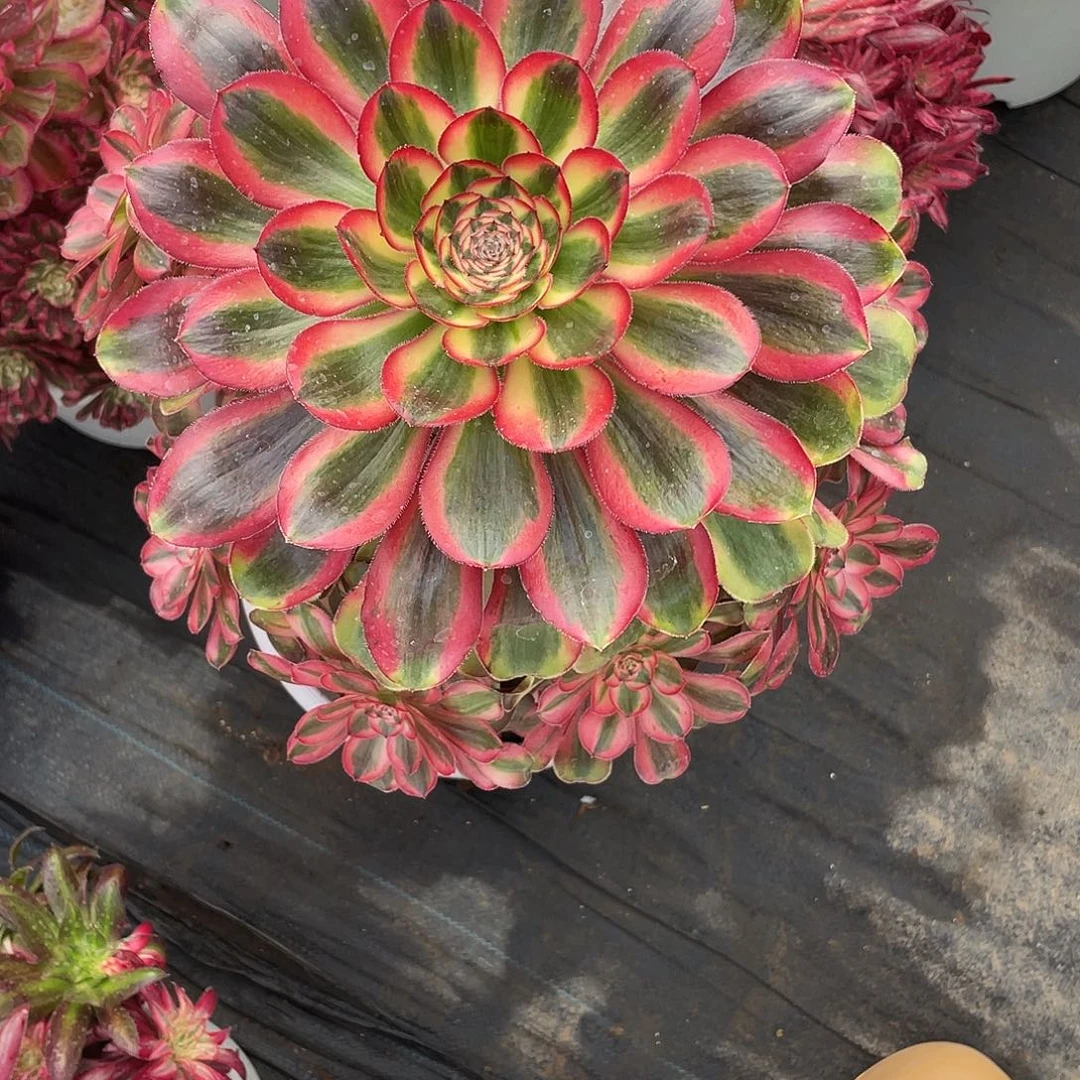 一***涯暖暖法师一世天涯 初恋发哥哥