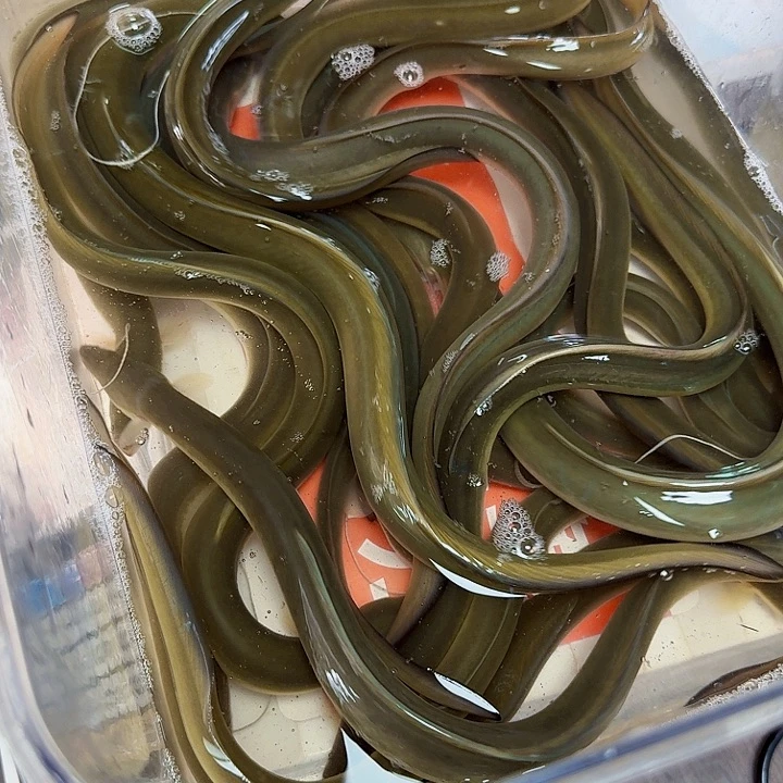 野生鳗鱼四斤一两多