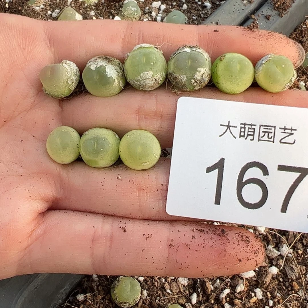 量拍以下3拉登。  167
