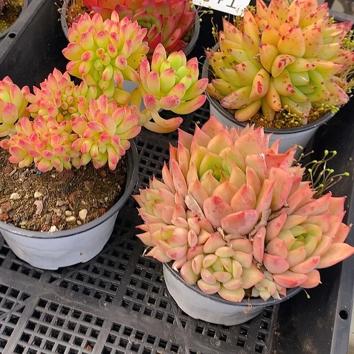 141 多肉植物盆栽花卉植物