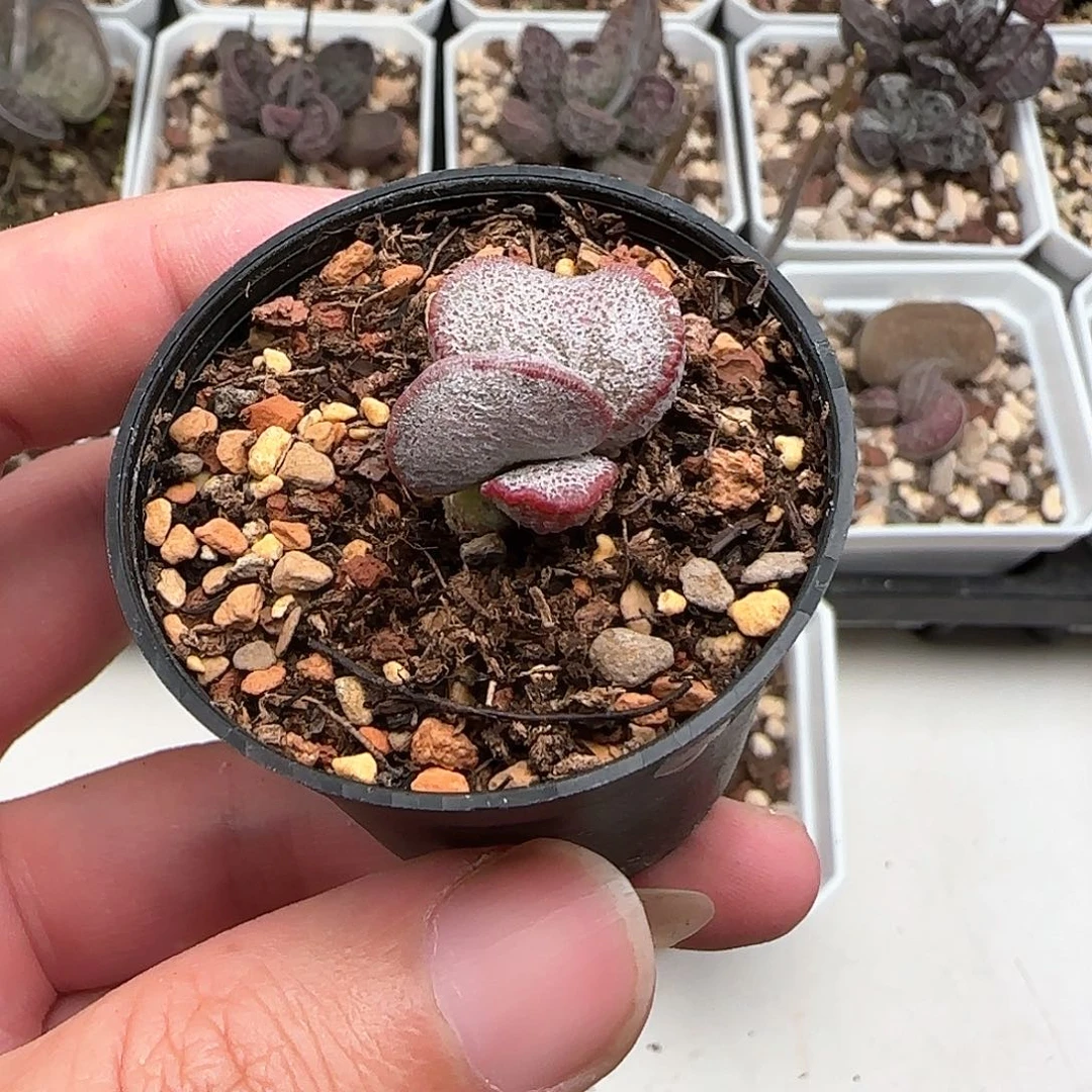 新品磨砂蛋多肉植物