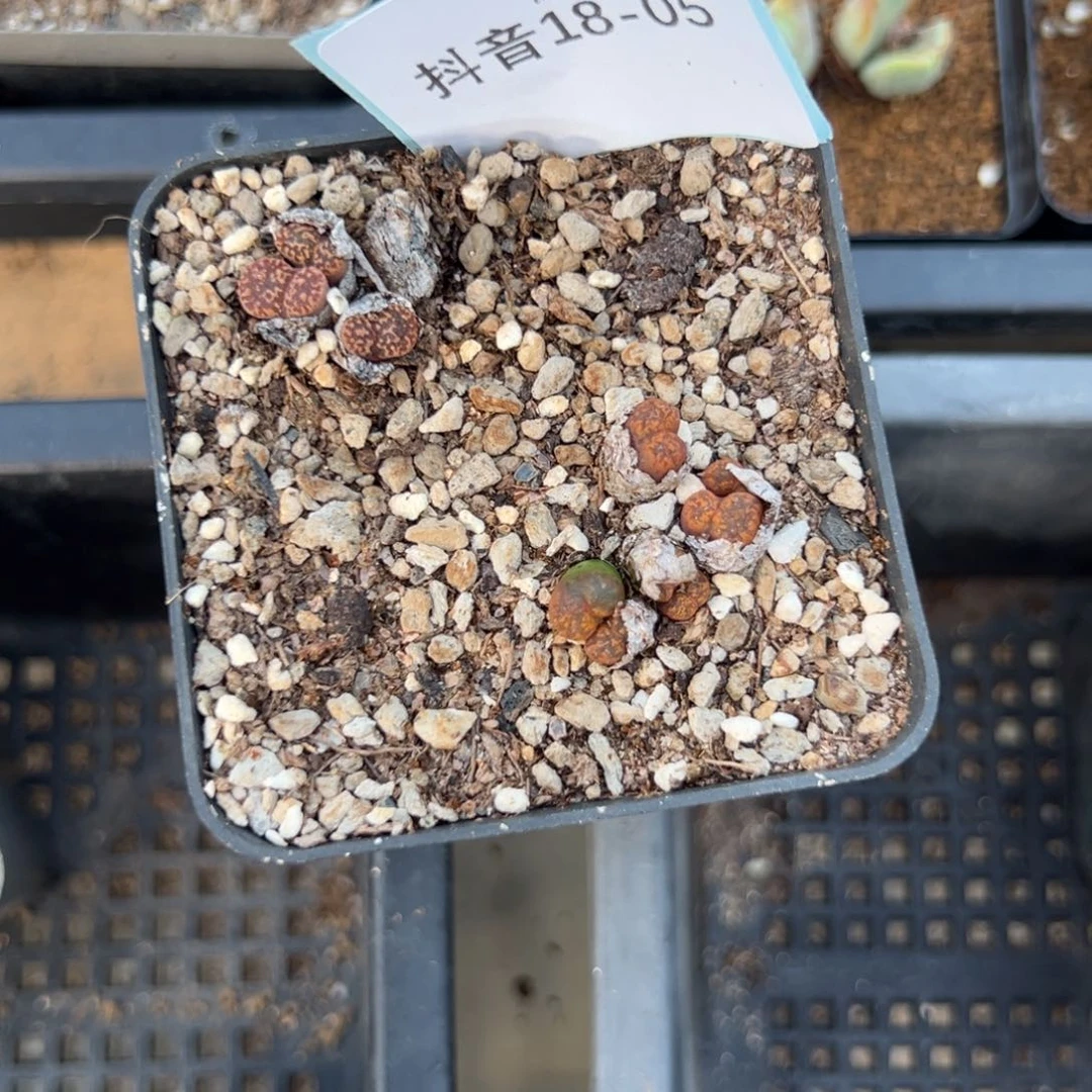 18-05肉锥多肉植物，