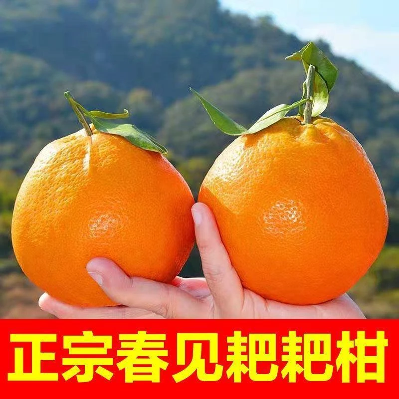 四川春见耙耙柑当季丑桔橘正宗粑粑柑水果新鲜整箱新鲜包邮