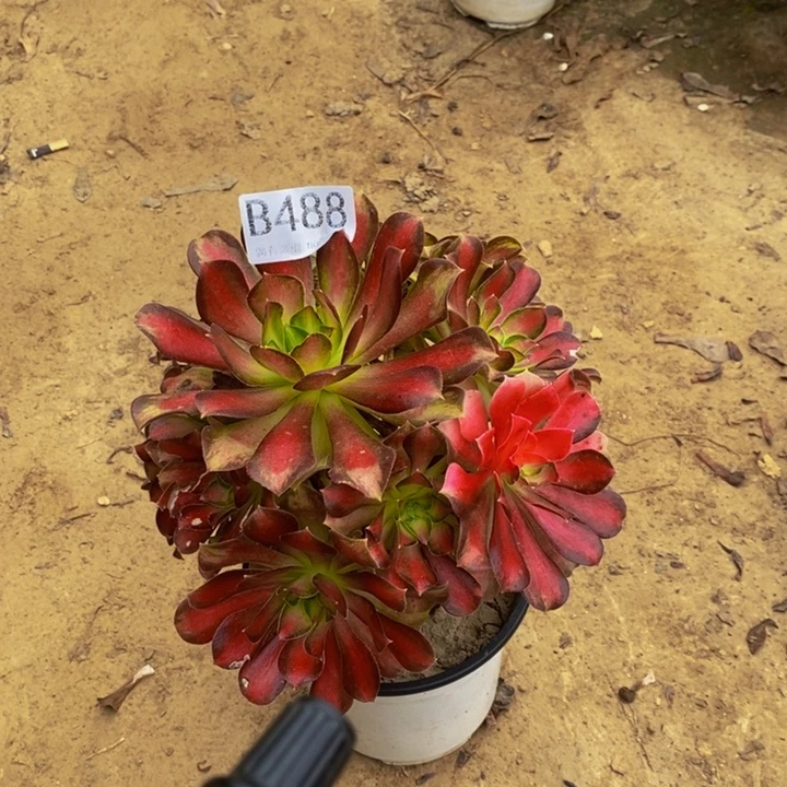 少华488。