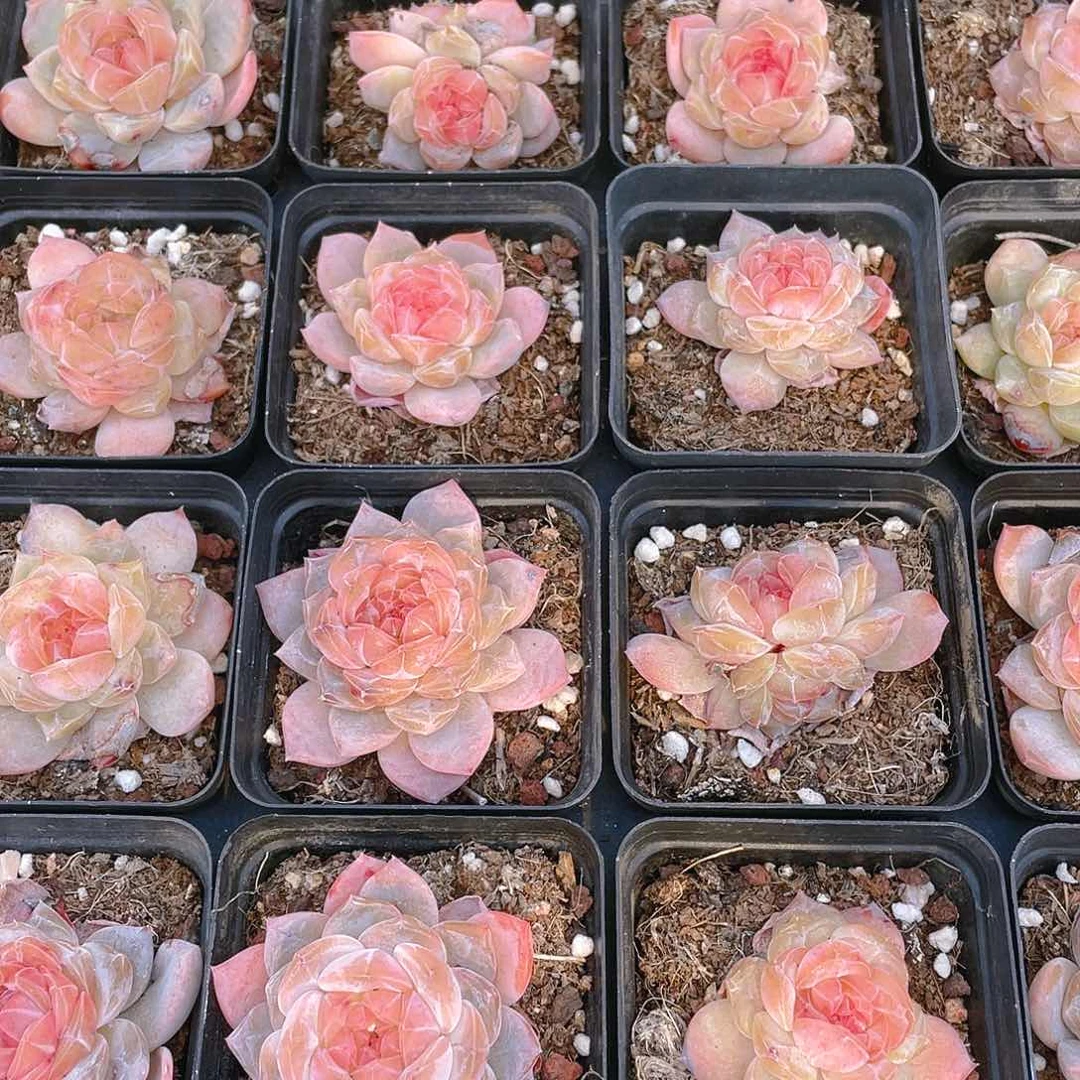 珍妮2号盆一个满25包邮