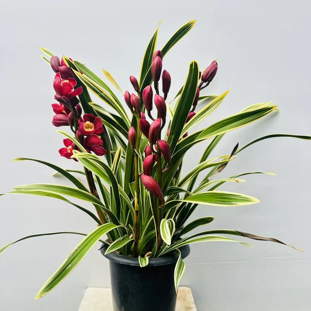 大花蕙兰 年宵花 室内好养观叶观花大花蕙兰绿植盆栽 章鱼种花