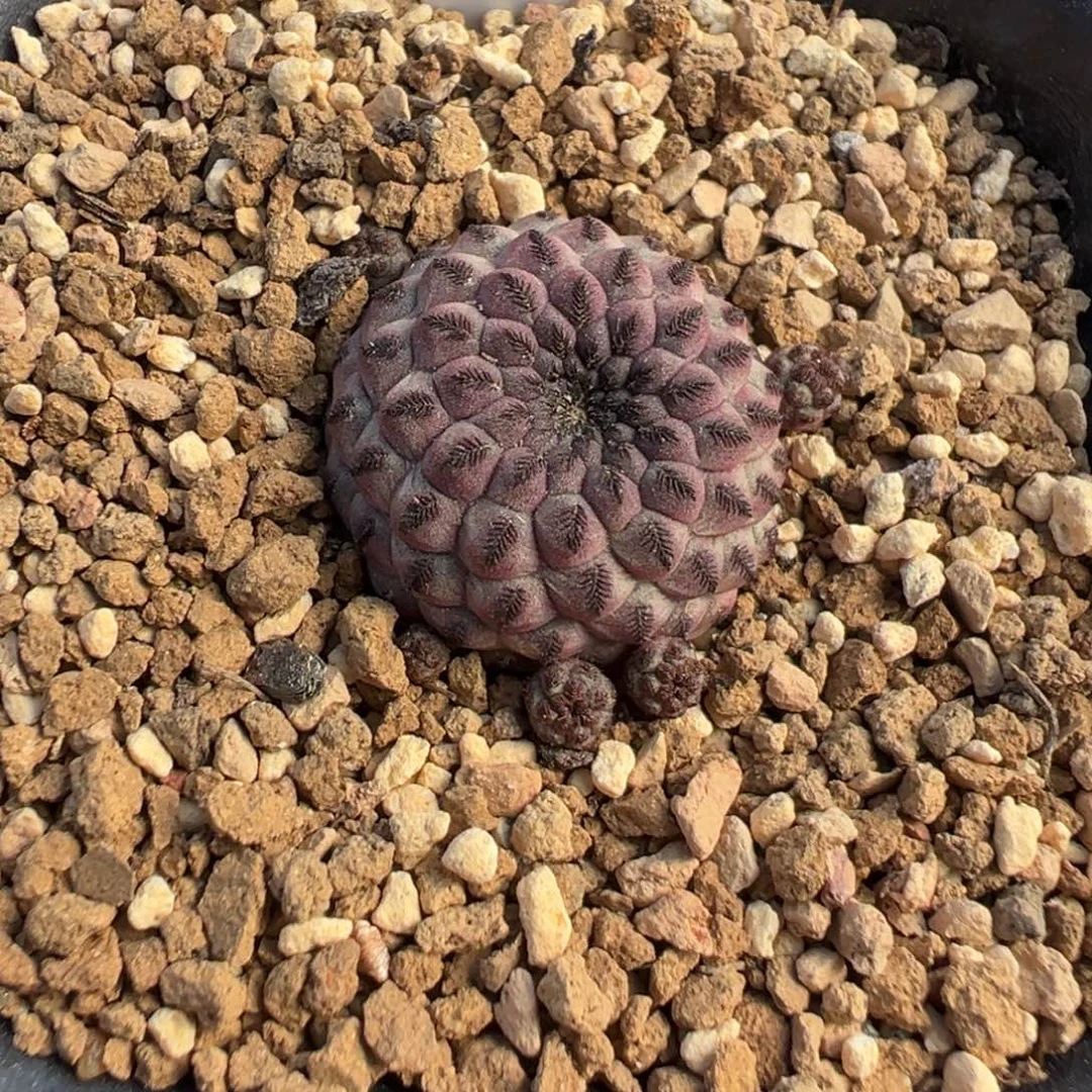 226自根萝卜红丽丸仙人球多肉植物