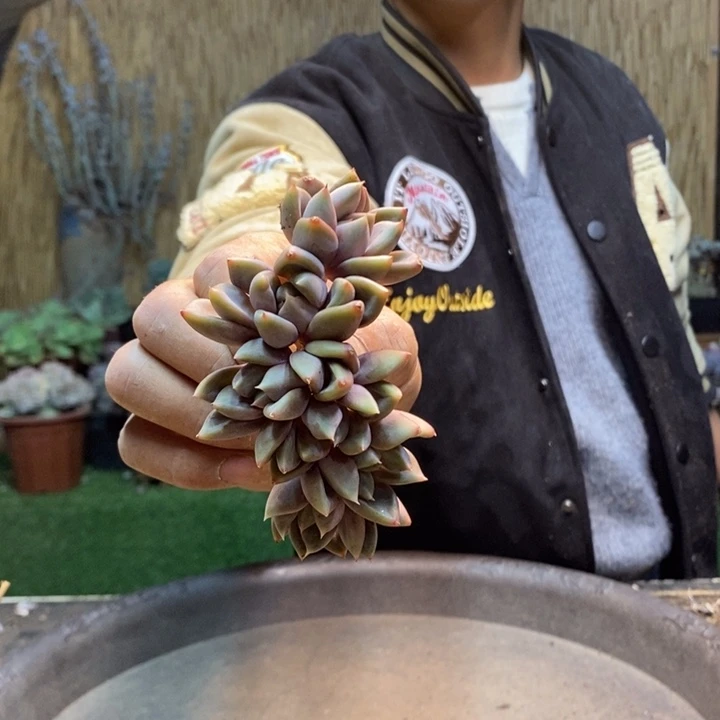 ***⌒54 号象牙多肉植物