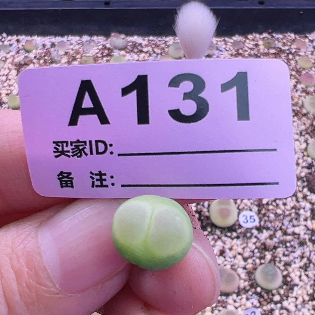 131拉登尺寸1.1福利束