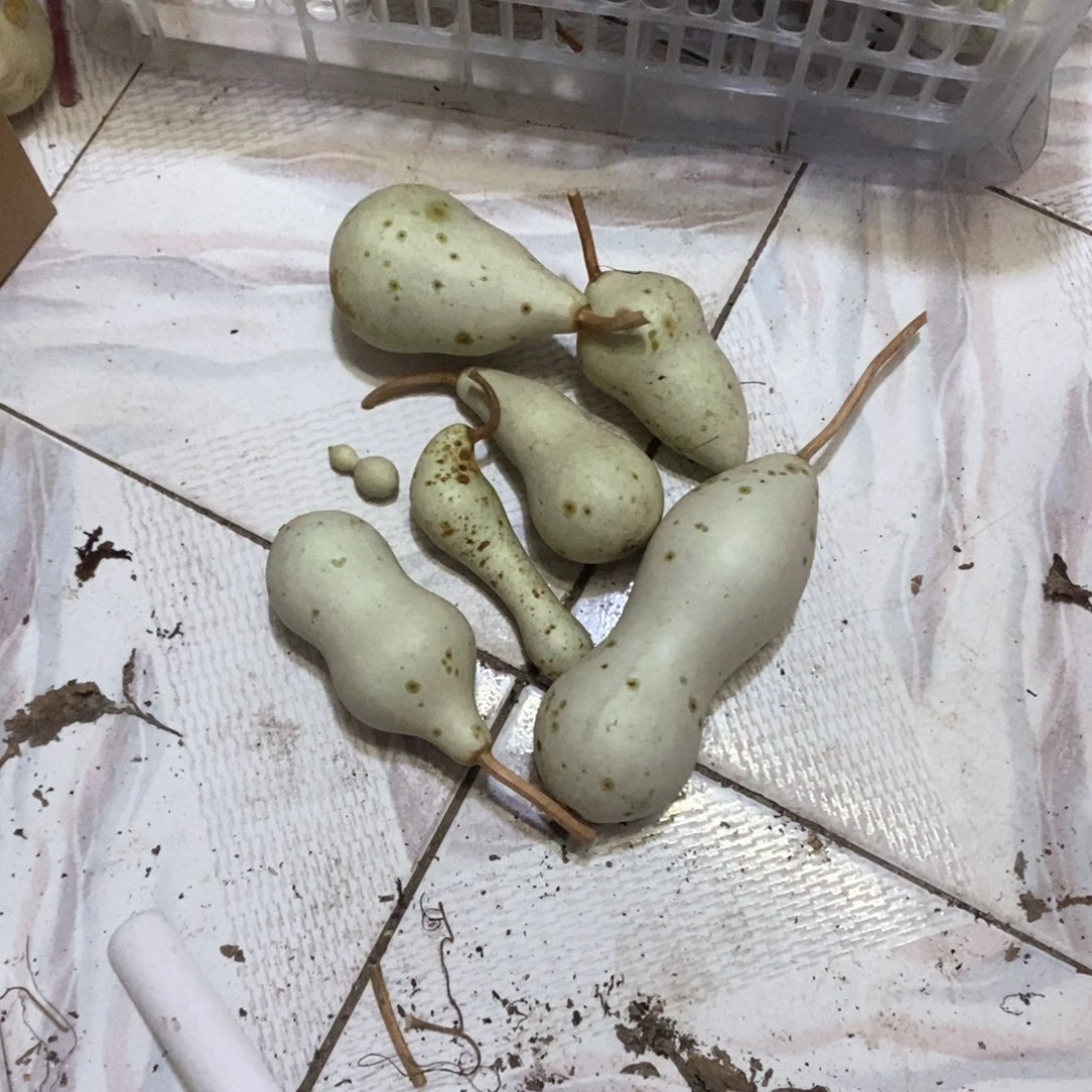 丙*文玩葫芦青皮葫芦