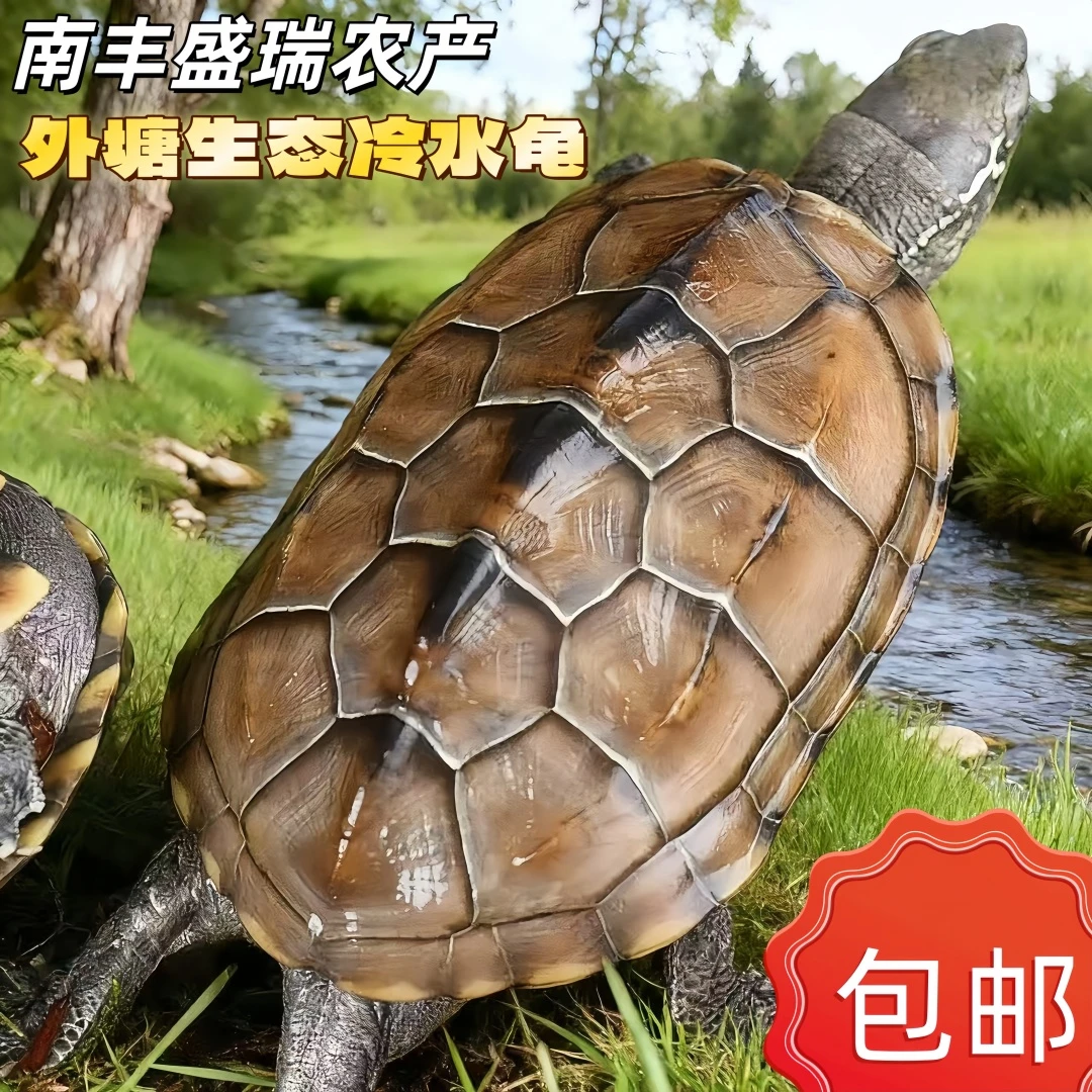 【9-13厘米】大草龟中华草龟外塘龟家养龟宠物龟适合新手养可放生
