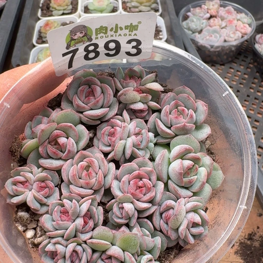 多肉植物多肉植物