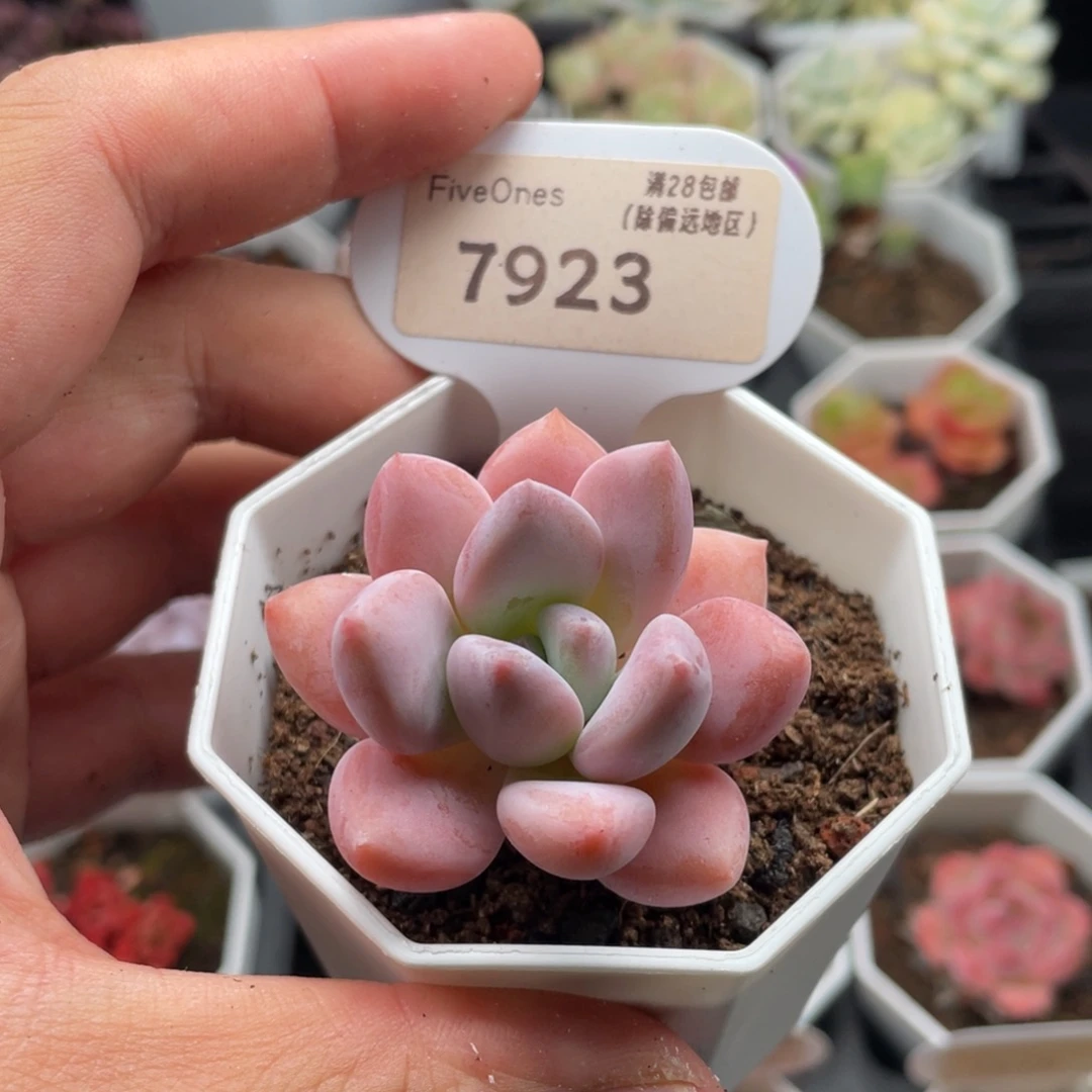 奥普琳娜7923-4.5厘米