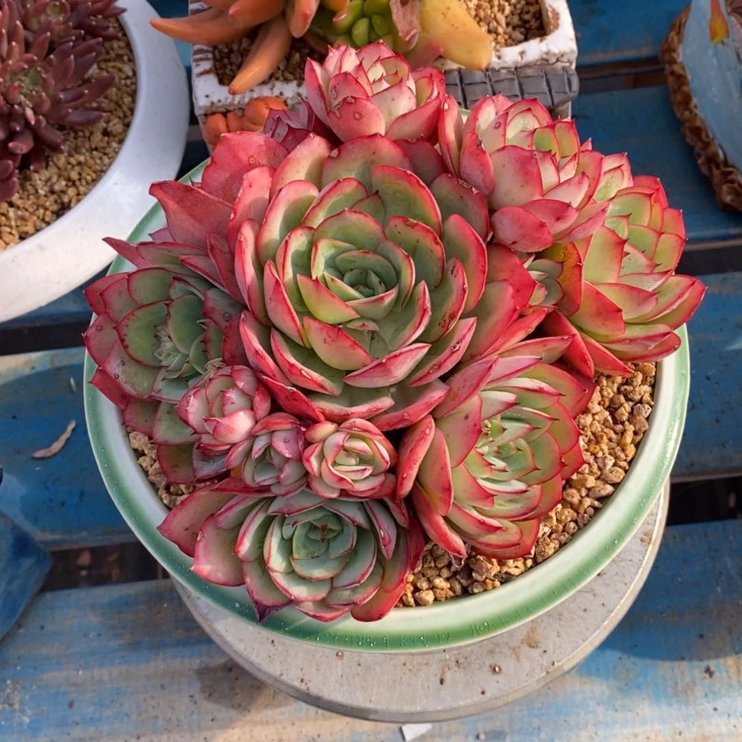 寄养多肉植物一物一拍