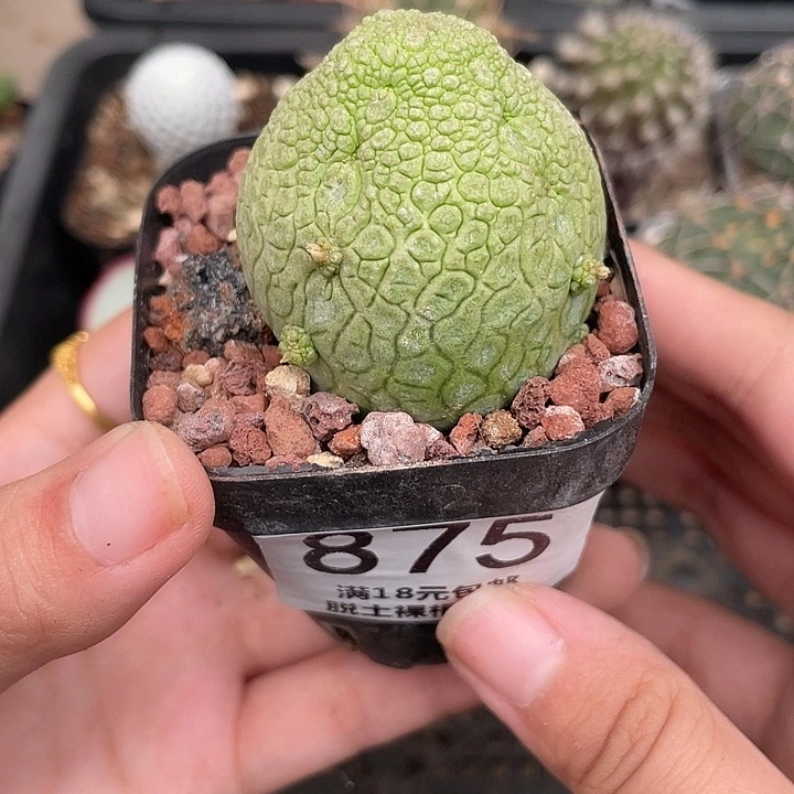 875凝蹄玉仙人球植物