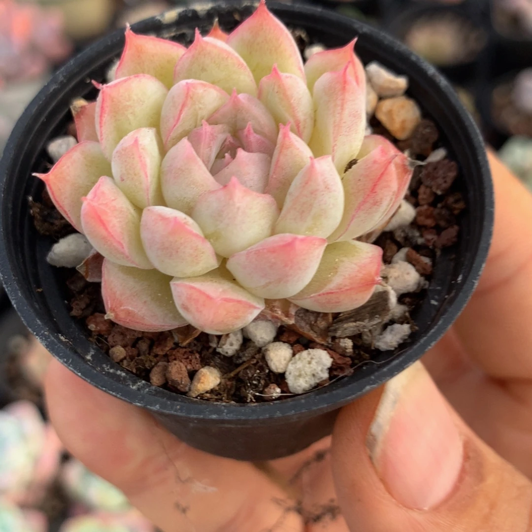 女王个体一物一拍