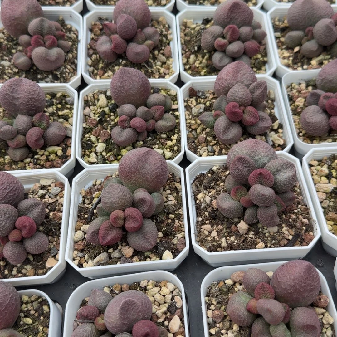 单颗水蜜桃量拍链接