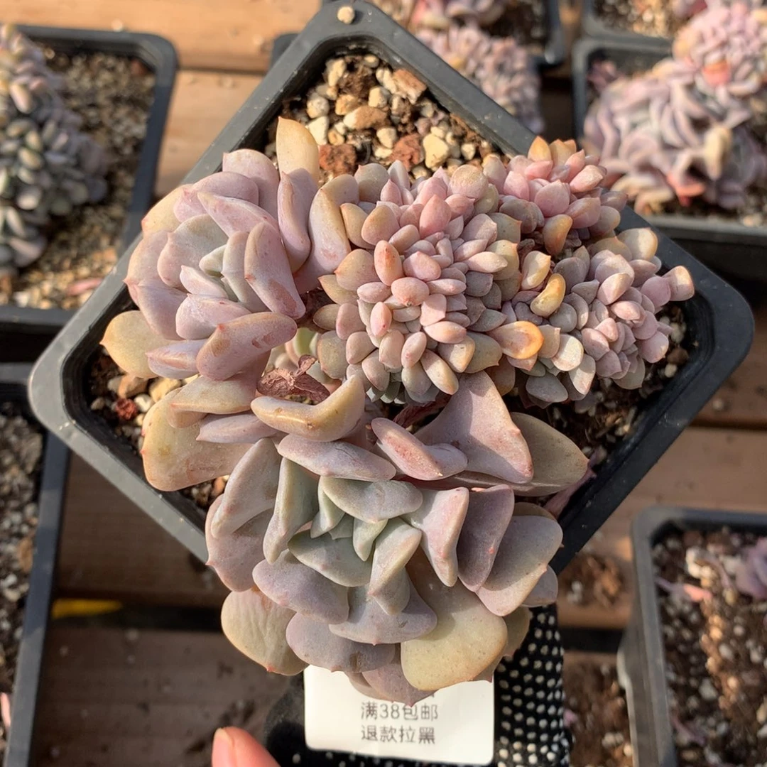 11厘米胸花雪精灵缀3076