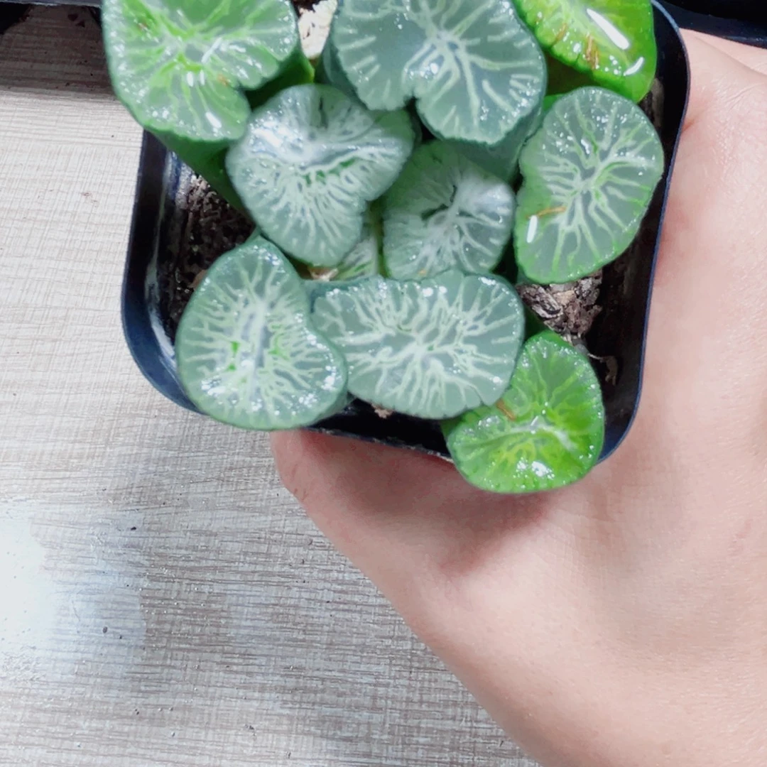 翡翠龙大万象多肉植物