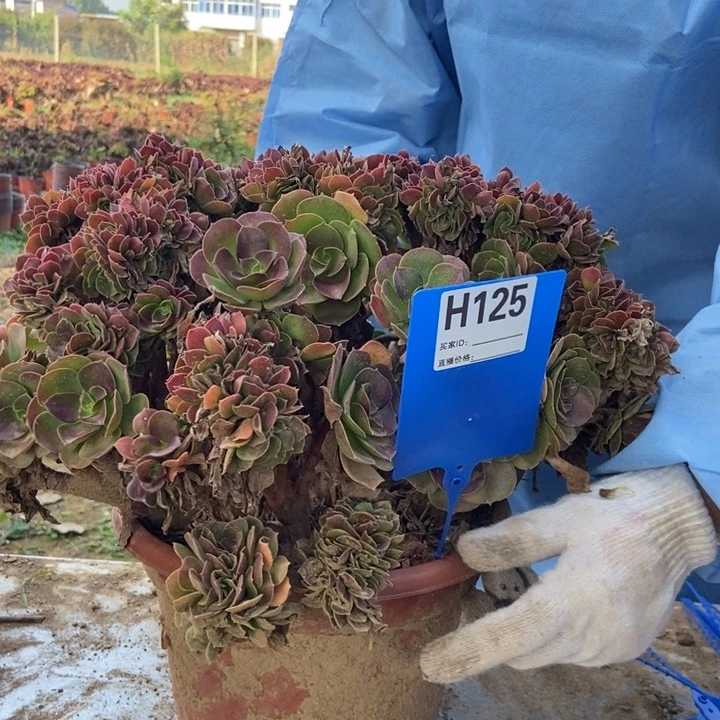 孟***lH125枚贵缀化老桩