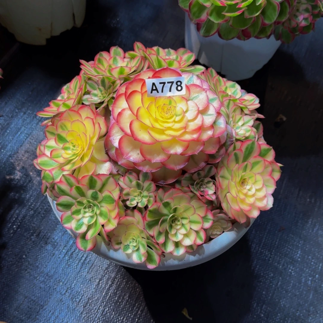 淳***淳778多肉植物法师号